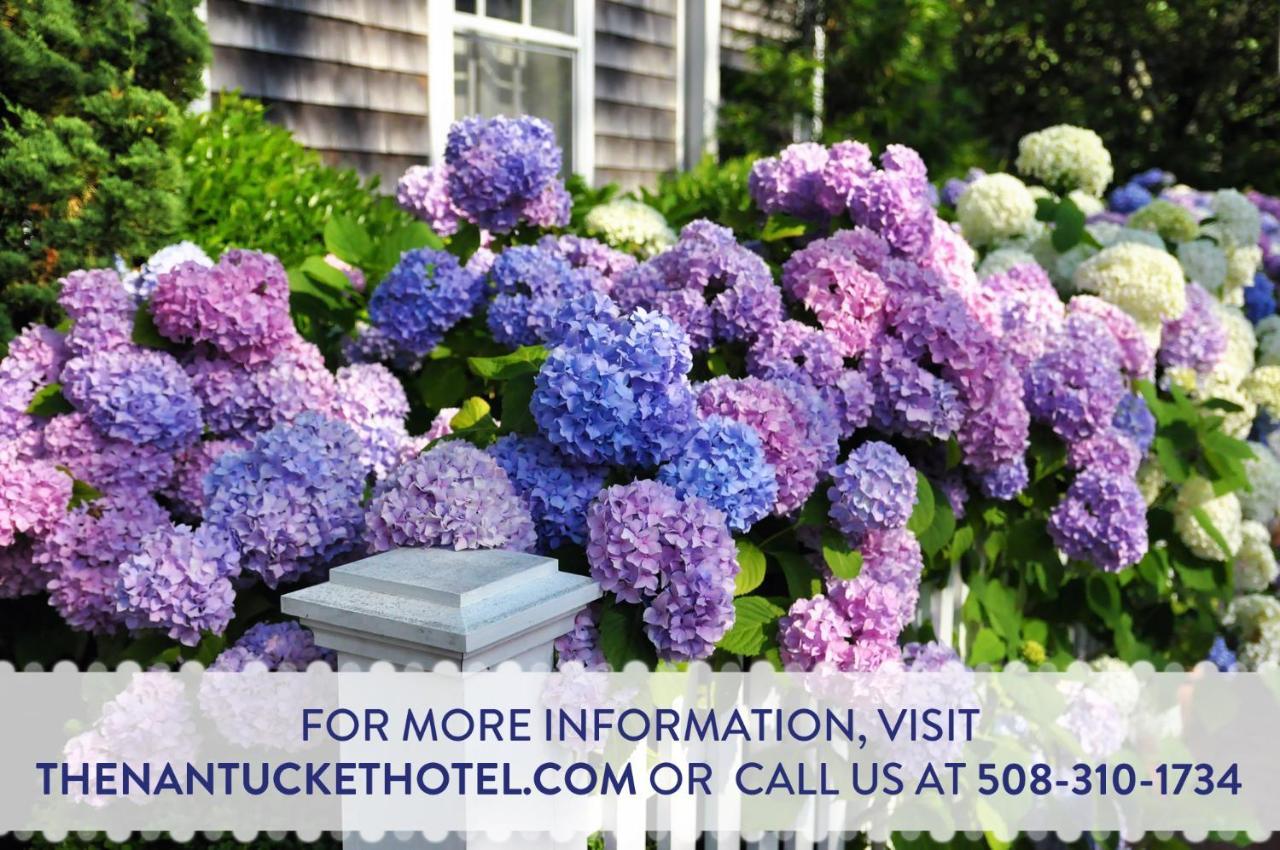 The Nantucket Hotel & Resort Екстер'єр фото